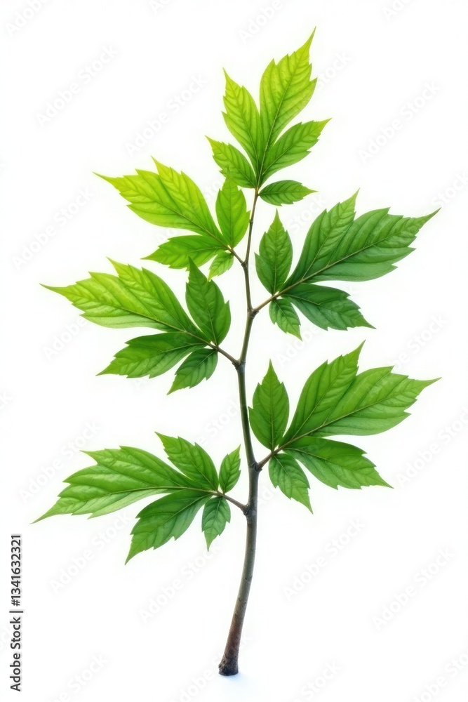 Fototapeta premium Single isolated branch with leaves on white background, leafy, trees