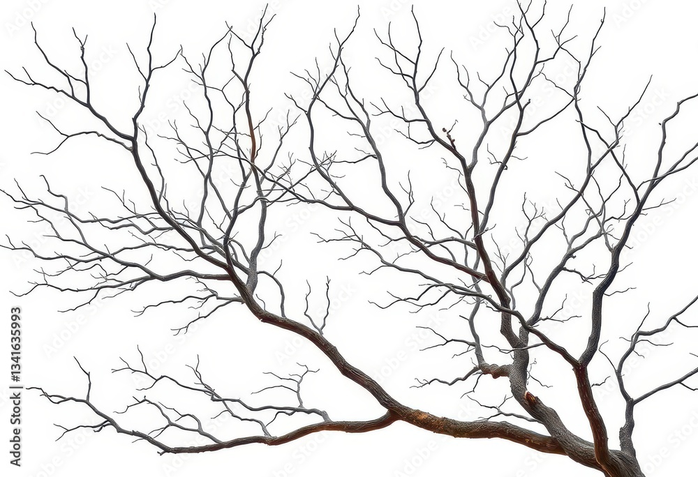 Fototapeta premium Bare, intricately branched tree limbs isolated on pure white backdrop, delicate, stock photo