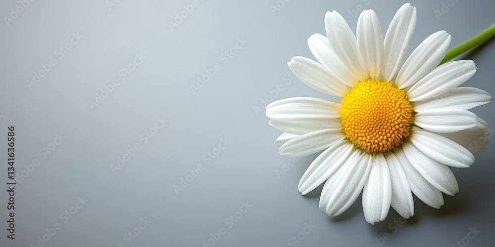 Obraz premium A Single Daisy Flower on a Soft Gray Background, Providing Ample Copy Space for Your Message
