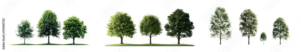 Obraz premium Transparent background png images of common Eurasian quaking aspen or European Populus tremula trees in medium and small sizes isolated as premium cutouts in summer street settings
