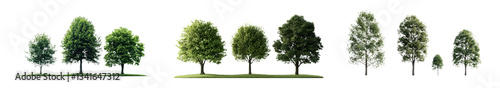 Transparent background png images of common Eurasian quaking aspen or European Populus tremula trees in medium and small sizes isolated as premium cutouts in summer street settings