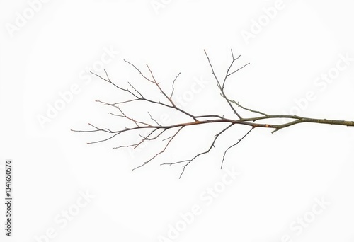 Delicate, bare branches splayed against a stark white backdrop, macro, stock photo