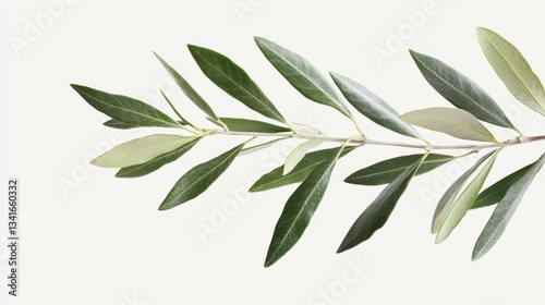 Fresh Green Olive Branch with Delicate Leaves on White Background
