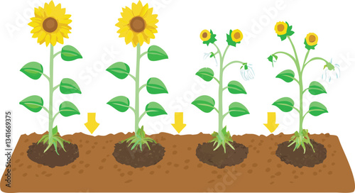 Sunflower Growth Stages Depicted in an Educational Diagram