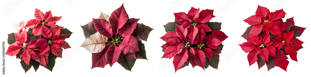 custom made wallpaper toronto digitalIsolated on a transparent background is a poinsettia plant in full bloom made with Generative Ai