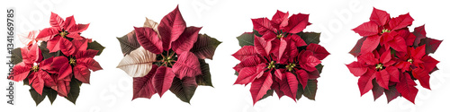 Isolated on a transparent background is a poinsettia plant in full bloom made with Generative Ai