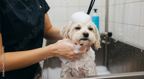 Pampered Pup: Dog Wash and Grooming - A fluffy white dog enjoys a relaxing bath, being gently washed by a groomer. Cleanliness, care, and pet pampering