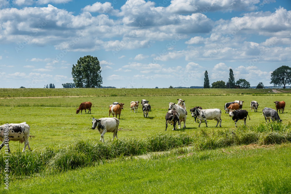 Obraz premium Cows grazing peacefully in a lush green field under a bright blue sky with fluffy clouds