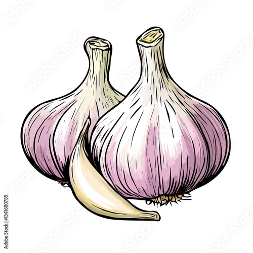 My hand-drawn colorful Garlic. Trendy abstract minimal style. Natural fresh. Vector illustration isolated on white background, vector illustration