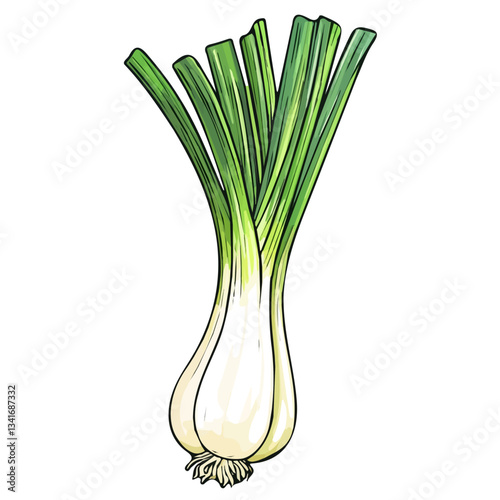 A hand-drawn colorful Leek branch. Trendy abstract minimal style. Natural fresh. Vector illustration isolated on white background, vector illustration