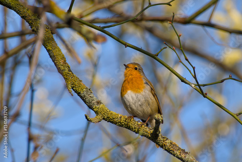 robin perching on a twig on a sunny spring day close-up