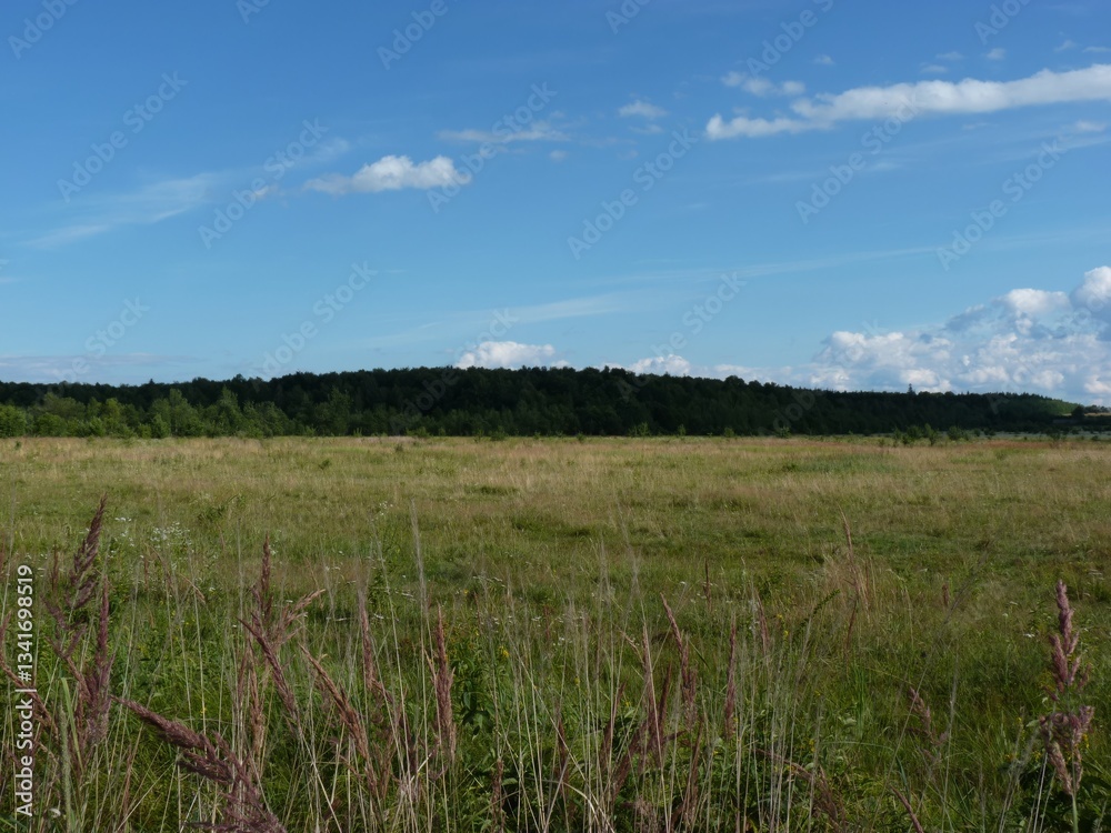 Wide meadow with tall grasses under a blue sky. Forest line in the distance. Sunny day, peaceful rural scene. Wide meadow with tall grasses under a blue sky. Forest line in the distance. Sunny day, peaceful rural scene.