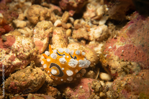 An orange nudibranch with white dots, Phyllidia ocellata, at a scuba dive in Puerto Galera, Philippines. This is the center of the coral triangle