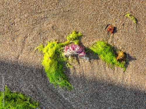 Egg capsules of veined rapa whelk on the seashore (Rapana venosa). Muricidae gastropods photo