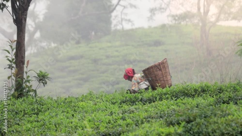 Tea garden worker woman picking or harvesting tea leaves by hand. The person wearing traditional attire and came basket on her back 