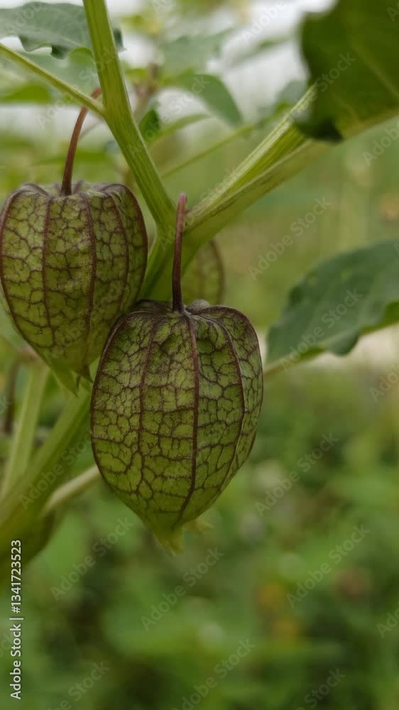 Physalis Angulata on tree Physalis Angulata on tree