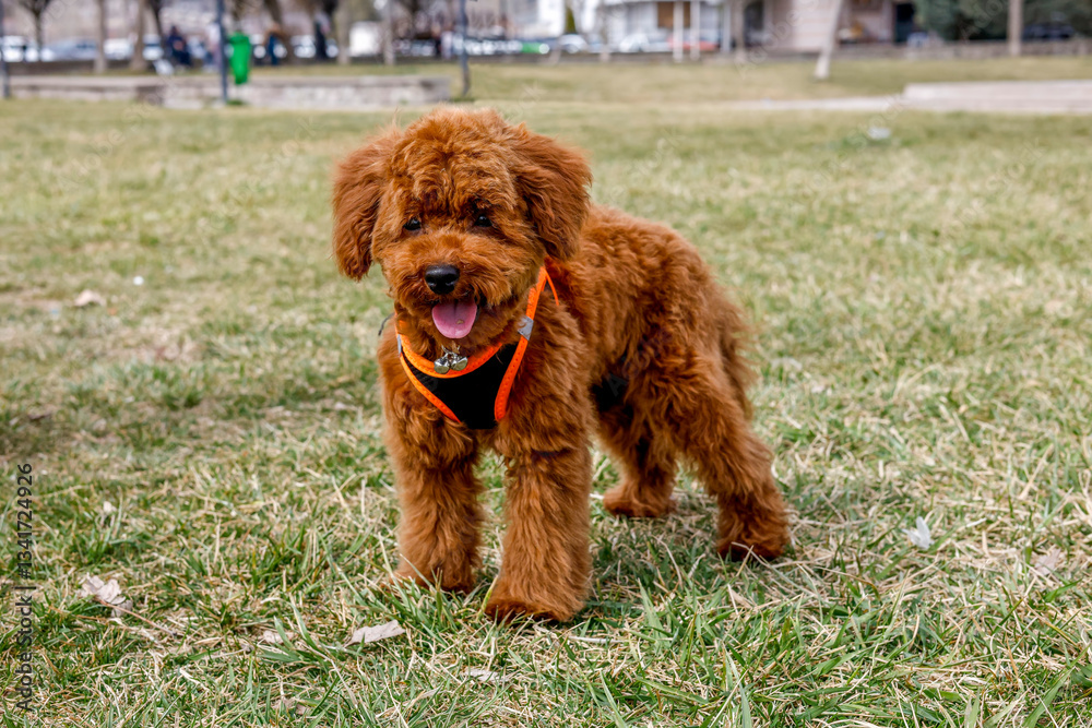 Fototapeta premium toy poodle puppy dog in the grass