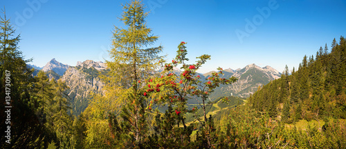 Obraz na płótnie alpine autumn landscape tyrol, view to Karwendel alps, larch and rowan tree w salonie
