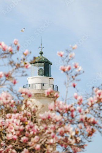 Fototapeta Naklejka Na Ścianę i Meble -  Spring period in the streets of Alexandroupolis Evros Greece, pink magnolia flowers near the Lighthouse, Greek English translation sign from the municipality, seaport and blue sky