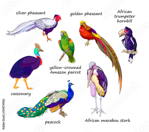 Set of drawings of tropical exotic birds with names. Pictures for children fairy tale book or encyclopedia. Hand drawn flat vector illustrations. Animals for kids.