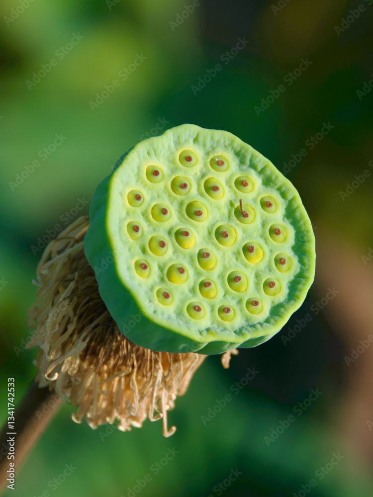 Green pod of lotus seeds growing in the ponds_04