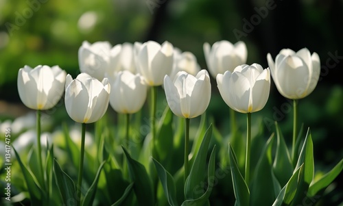 White Tulips Bloom Gracefully in a Vibrant Garden During Springtime Sunlight