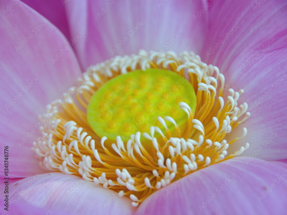 Closeup view of beautiful pink lotus with pod of seeds blooming in Thailand