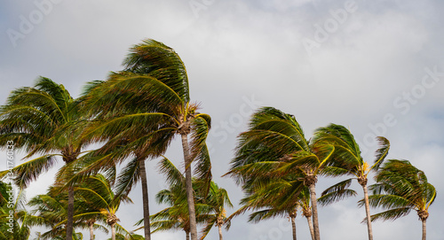 Fototapeta Naklejka Na Ścianę i Meble -  Palm tree on windy weather. Hurricane in Miami south beach, Florida. Palm tree in hurricane weather. Tropical beach in Miami. Tropical windy weather with palm tree. Strong wind. Exotic nature