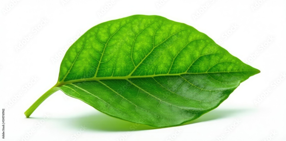 Obraz premium Single leaf with veins isolated on white background, nature, botanical, organic