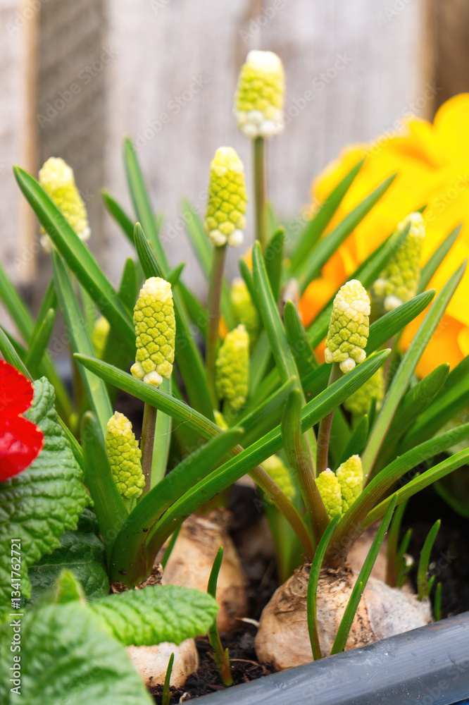 Fototapeta premium Blooming muscari hyacinths and narcissus in the spring garden 