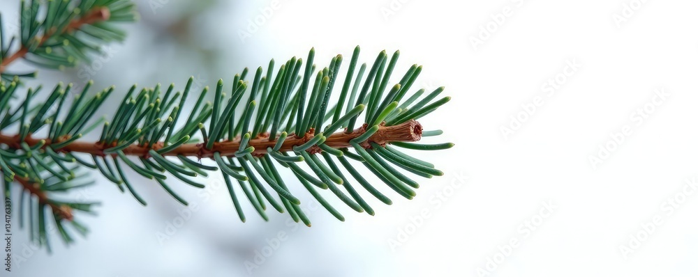 Obraz premium Single pine branch isolated on white background, tree trunk, winter