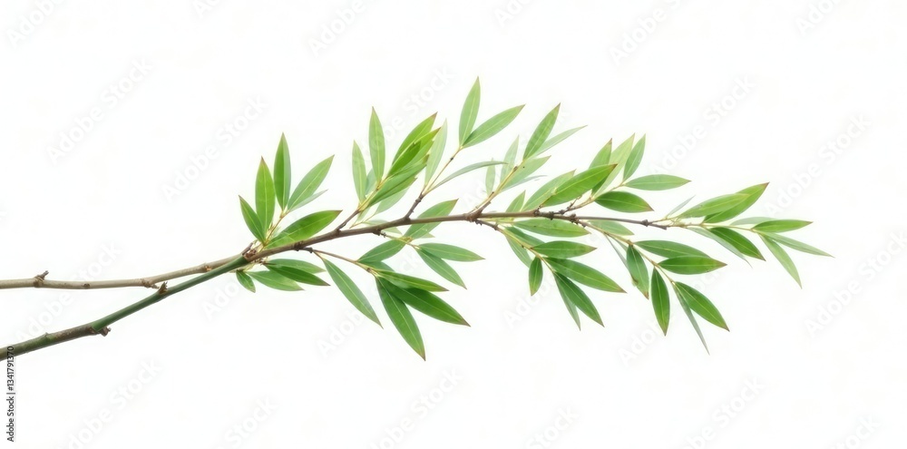 Long isolated willow branch on white background, slender, flexible Long isolated willow branch on white background, slender, flexible