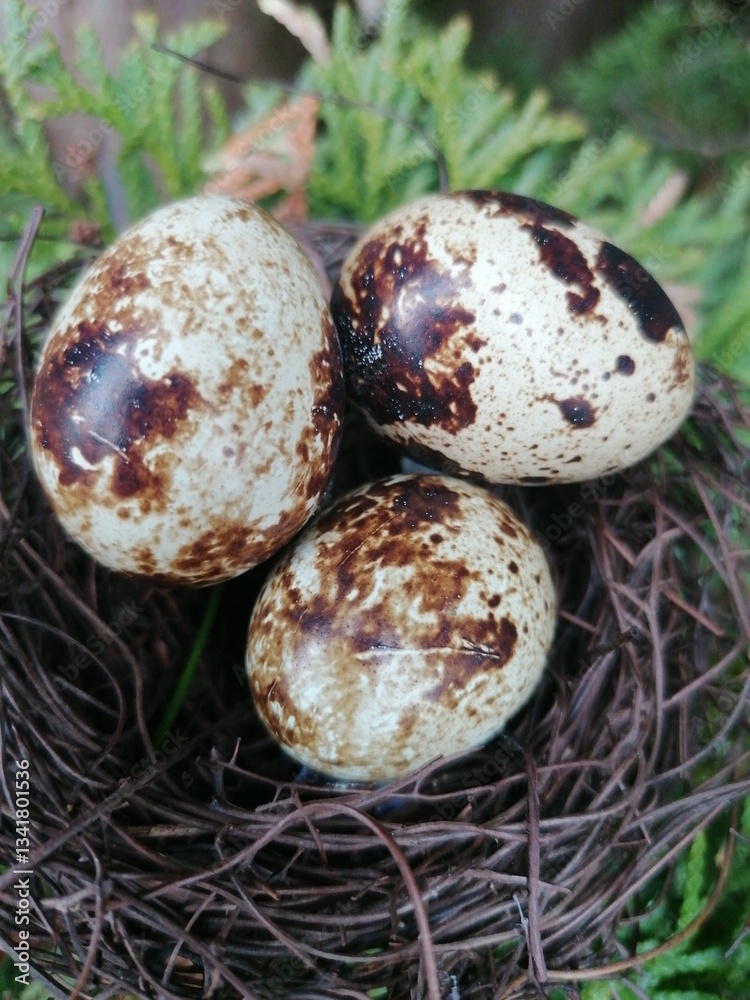Nest mit Wachteleiern. Nest mit Wachteleiern.