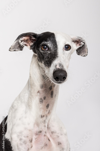 Greyhound dog with unique black and white markings poses for a studio shot against a neutral background