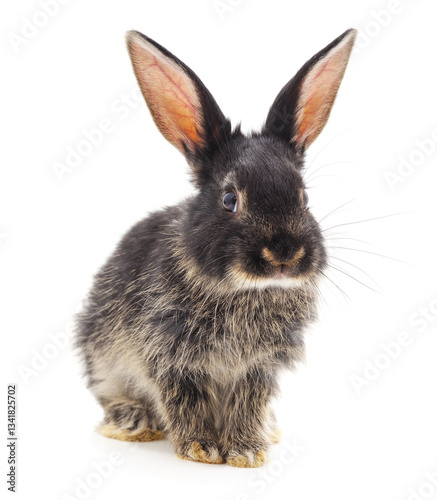Black small rabbit.