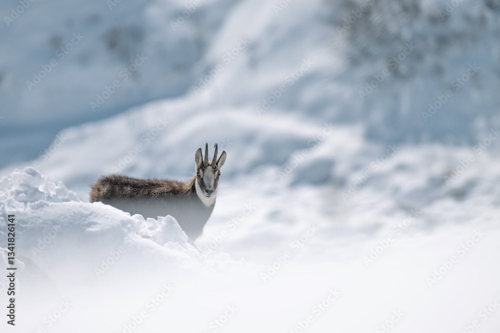 Alpine chamois standing in a completely snow-covered environment against the backdrop of gentle Alpine slopes, species: Rupicapra rupicapra.