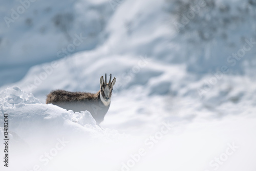Obraz na płótnie Alpine chamois standing in a completely snow-covered environment against the backdrop of gentle Alpine slopes, species: Rupicapra rupicapra. w salonie