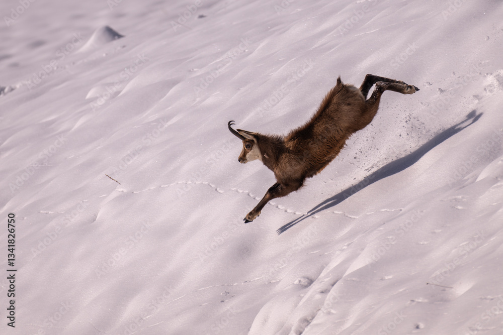 Alpine chamois running down a steep snowy slope, Species: Rupicapra rupicapra. Alps Mountains.