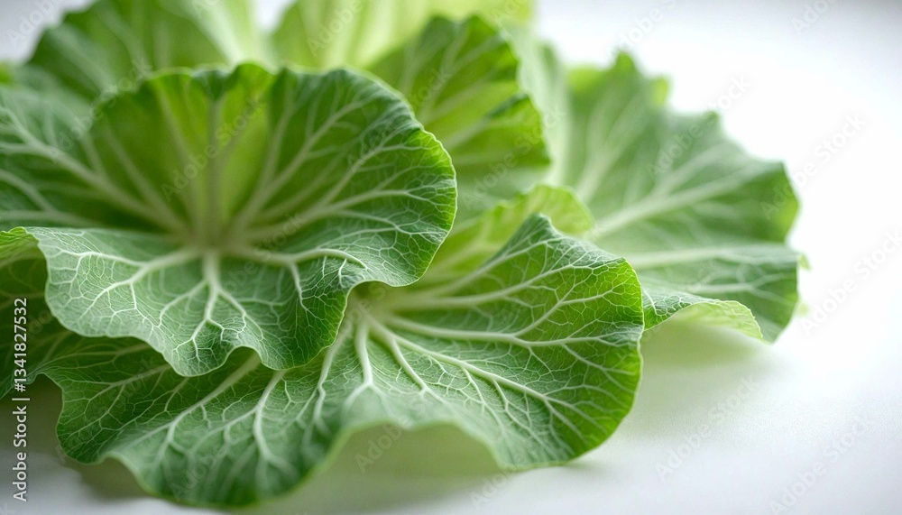 Abstract Green Leaf Patterns on White Abstract Green Leaf Patterns on White