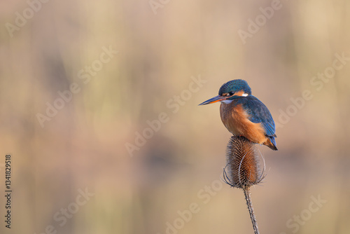Female Kingfisher, Alcedo athis, perched on a branch