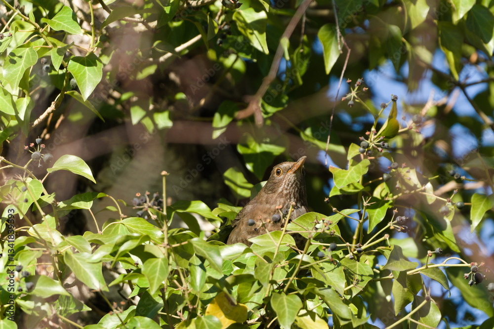 Eurasian blackbird aka The common blackbird or Turdus merula female perched on the ivy bush. Eurasian blackbird aka The common blackbird or Turdus merula female perched on the ivy bush.