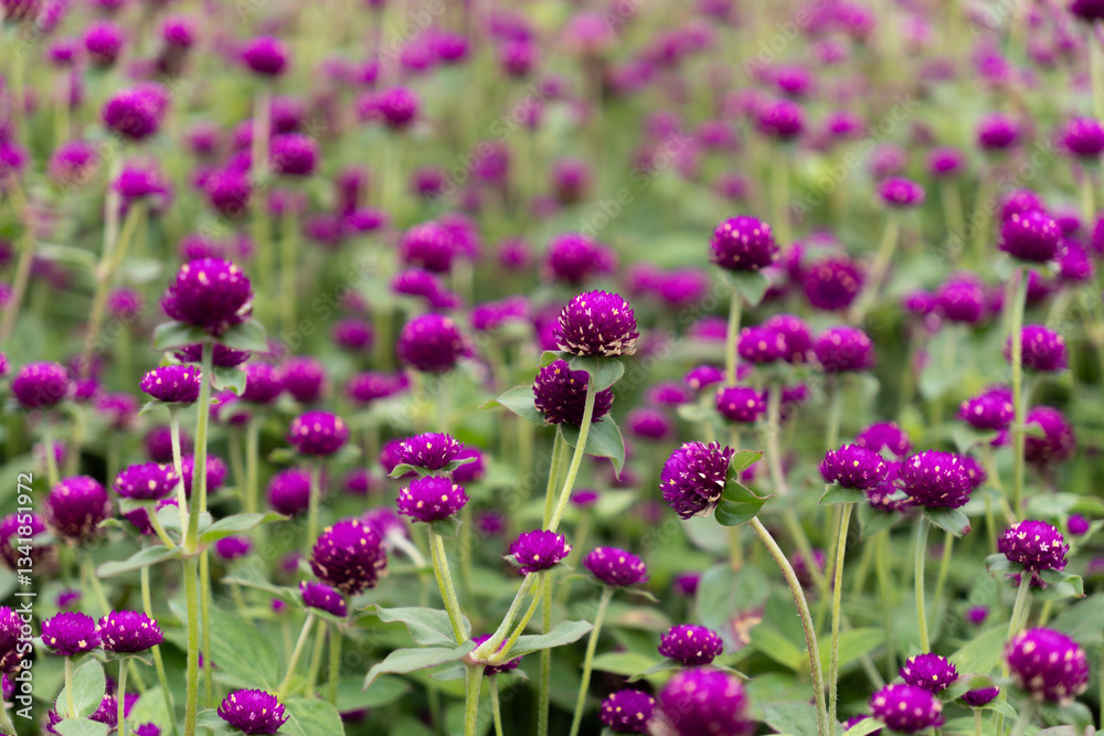 A vibrant field of purple globe amaranth flowers (Gomphrena globosa) in full bloom. The lush greenery and soft-focus background enhance the beauty of this colorful floral scene A vibrant field of purple globe amaranth flowers (Gomphrena globosa) in full bloom. The lush greenery and soft-focus background enhance the beauty of this colorful floral scene