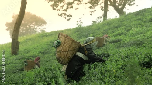 Tea garden worker woman picking or harvesting tea leaves by hand. The person wearing traditional attire and came basket on her back 
