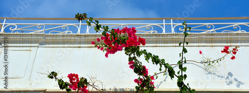 bougainvillea in the old town of olhão algarve portugal