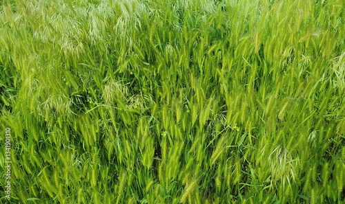 Blooming wild foxtail plants on a picturesque summer meadow. Different greening vegetation sway in the wind. Idyllic rural nature scene, green spring field. Countryside grassland seasonal beauty photo