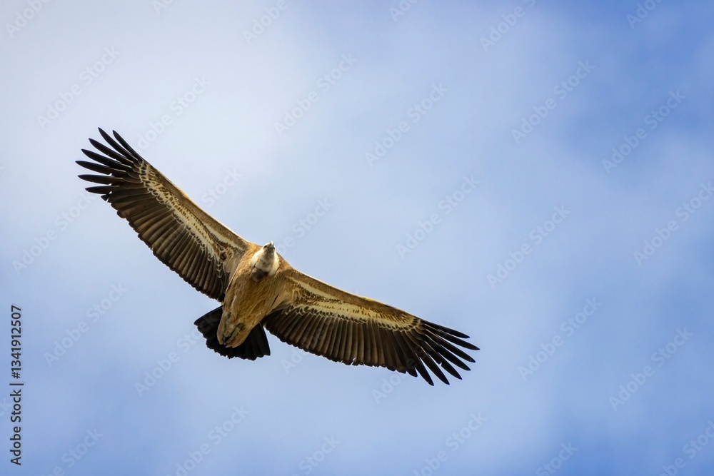 Fototapeta premium A Griffon vulture (Gyps fulvus) flying above rocky cliffs in Monfragüe National Park, Extremadura, Spain. Majestic bird of prey soaring against a clear blue sky