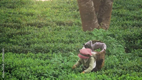 Tea garden worker plucking tea leaves by hand. Traditional method of harvesting tea leaves in india.