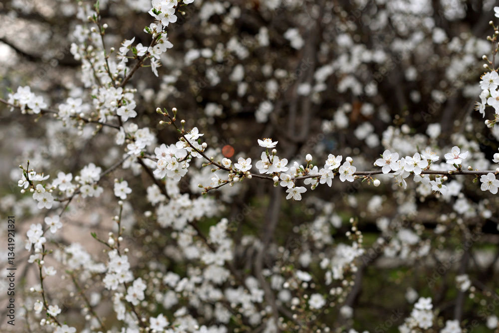 A bush with small white flowers white on a background of green grass A bush with small white flowers white on a background of green grass