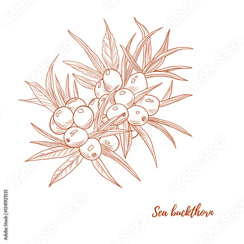 Vector sea buckthorn plant branch with berries line art illustration, graphic line. Buckthorn healthy berries. Ginger piece for tea. Engraving. Ingredient. Great for any designs, textile, art, walls, 