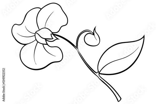 sweet pea flower line art silhouette vector illustration